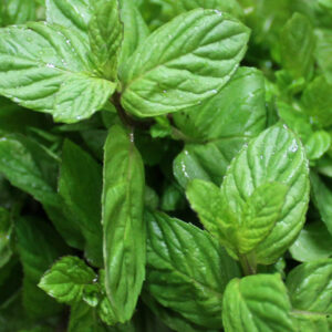 Menthol Aroma