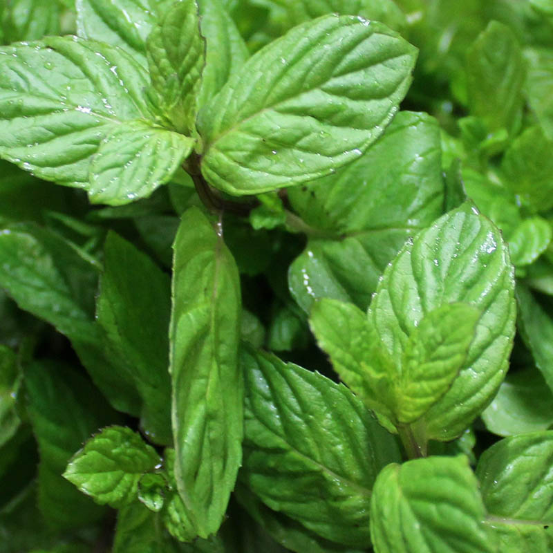 Menthol Aroma